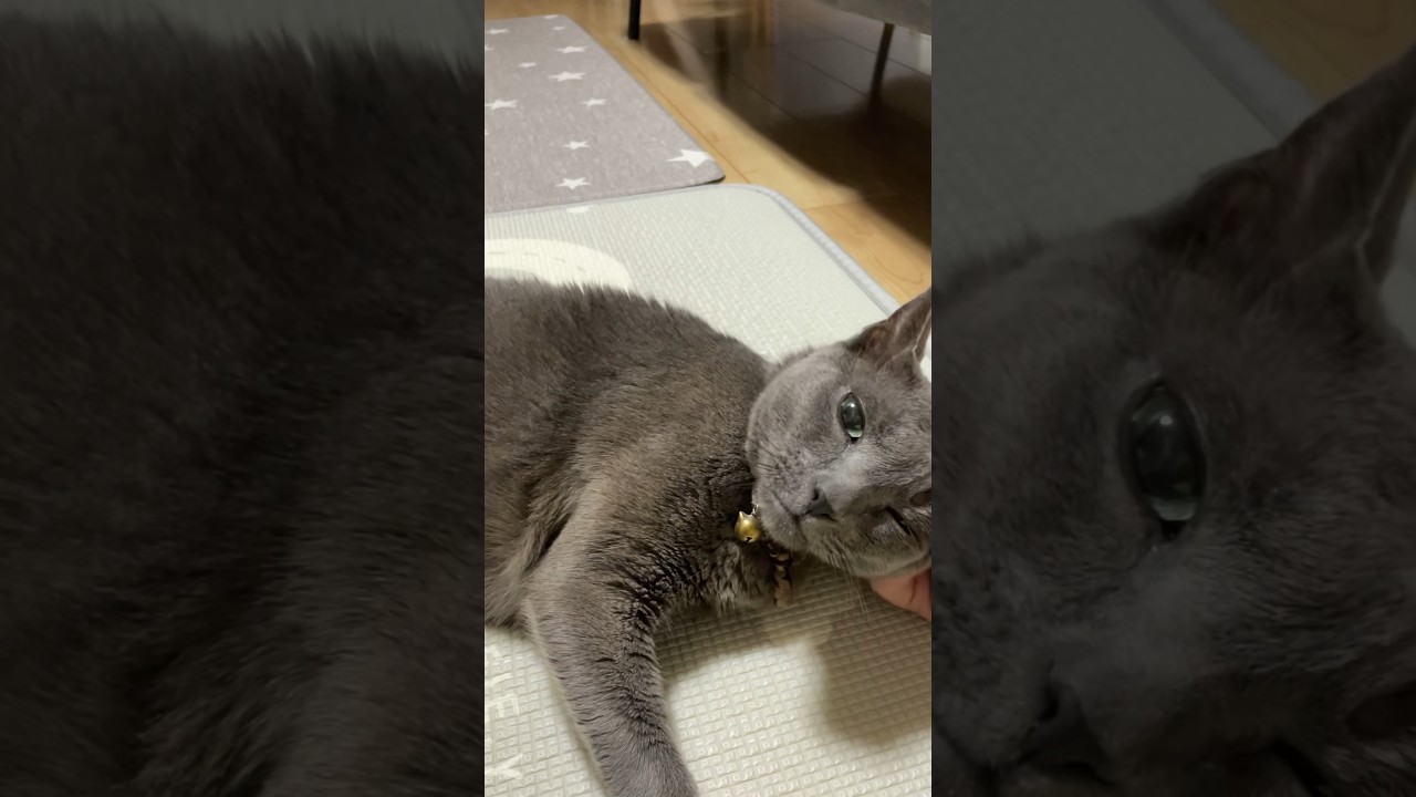 20240820 #shorts #cat #ロシアンブルー #猫