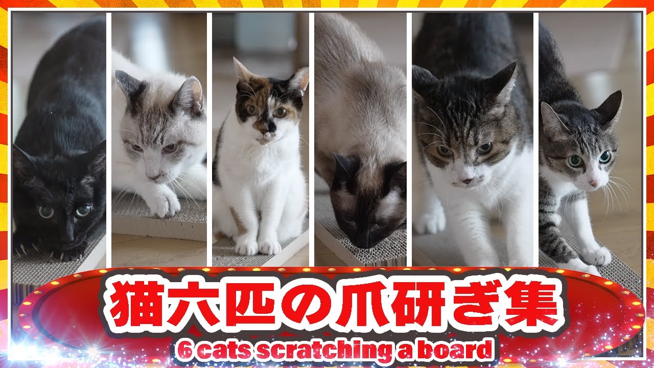 猫六匹の爪研ぎ集