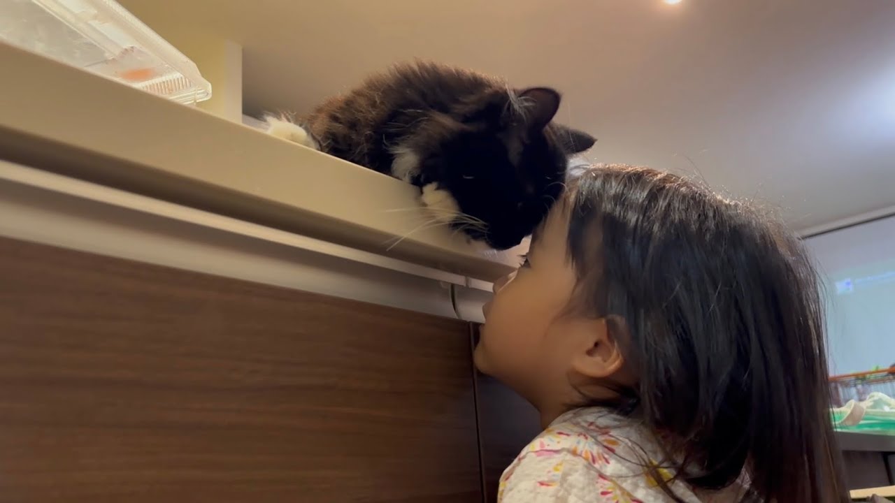 一緒に行動する猫　ラガマフィンCats that act together. Ragamuffin.