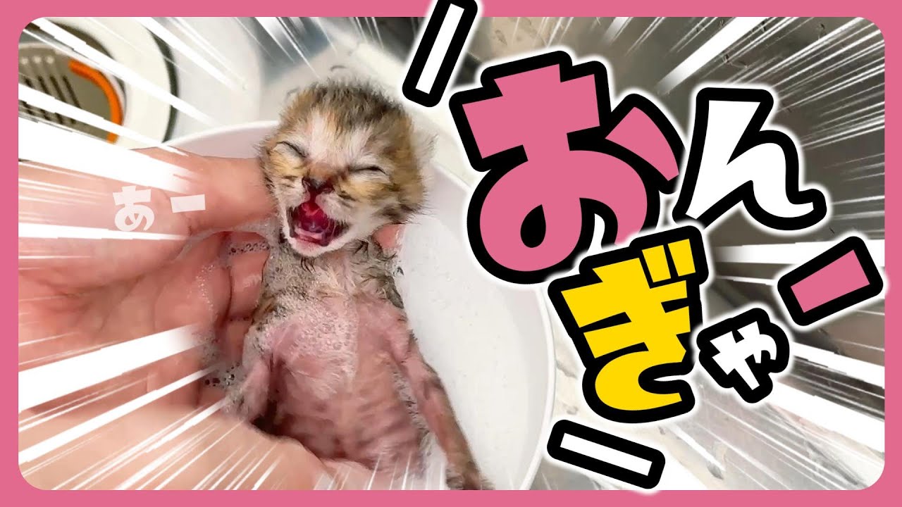 【子猫のお風呂】汚れてるとは思っていたけど湯船がオティッコ色やった　【保護猫生活】