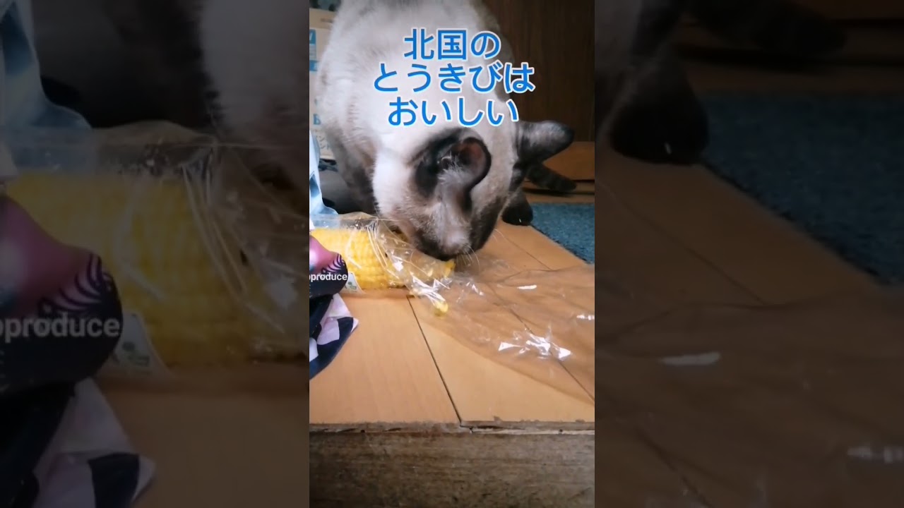 シャム猫#shorts #シャムmix #cat #猫#シャムミックス#15歳