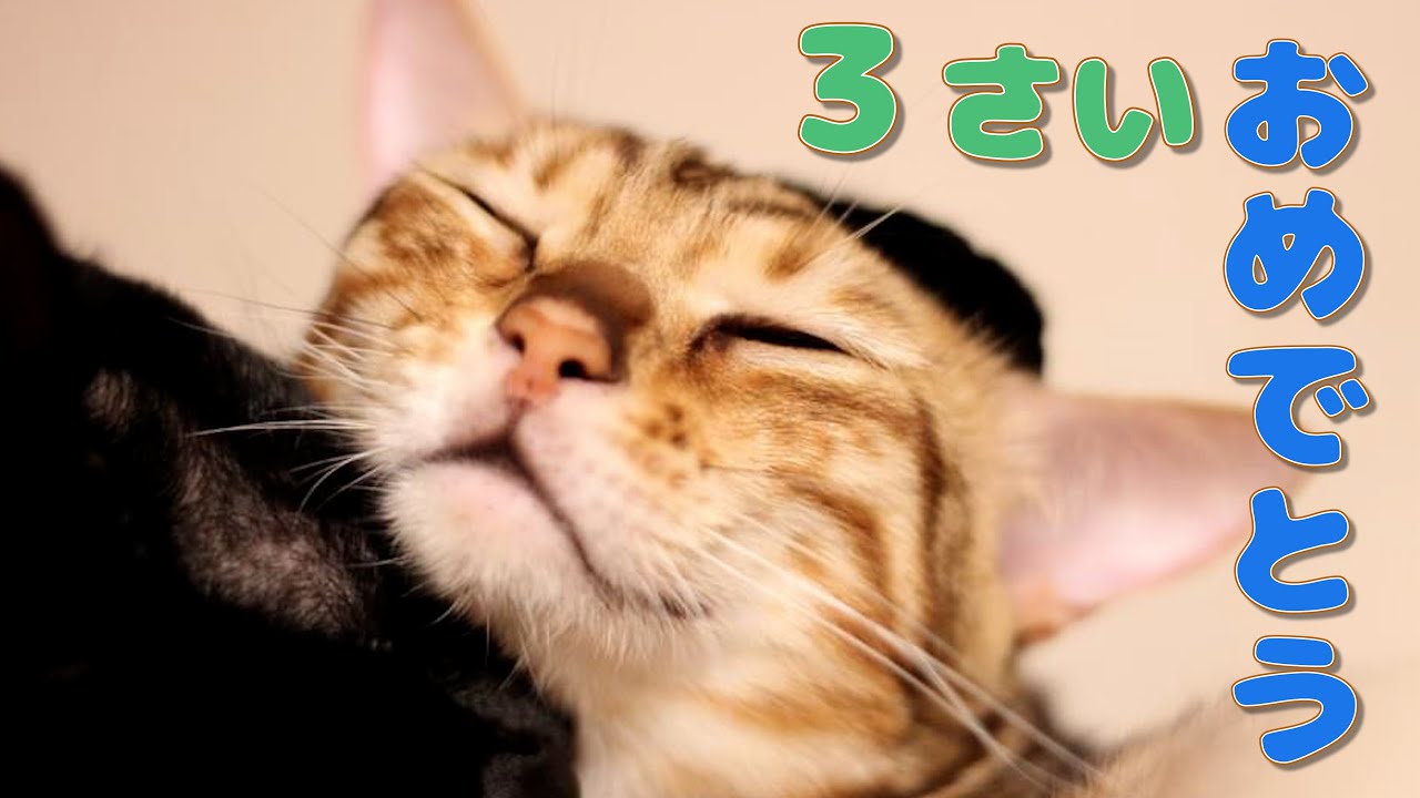 我が家のおてんばベンガル猫が3歳の誕生日を迎えました！【Happy Birthday】