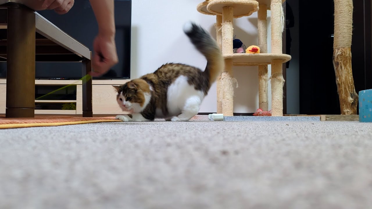 ブンブンで遊ぶ姿が大迫力な猫がこちらです💜【ノルウェージャンフォレストキャット】