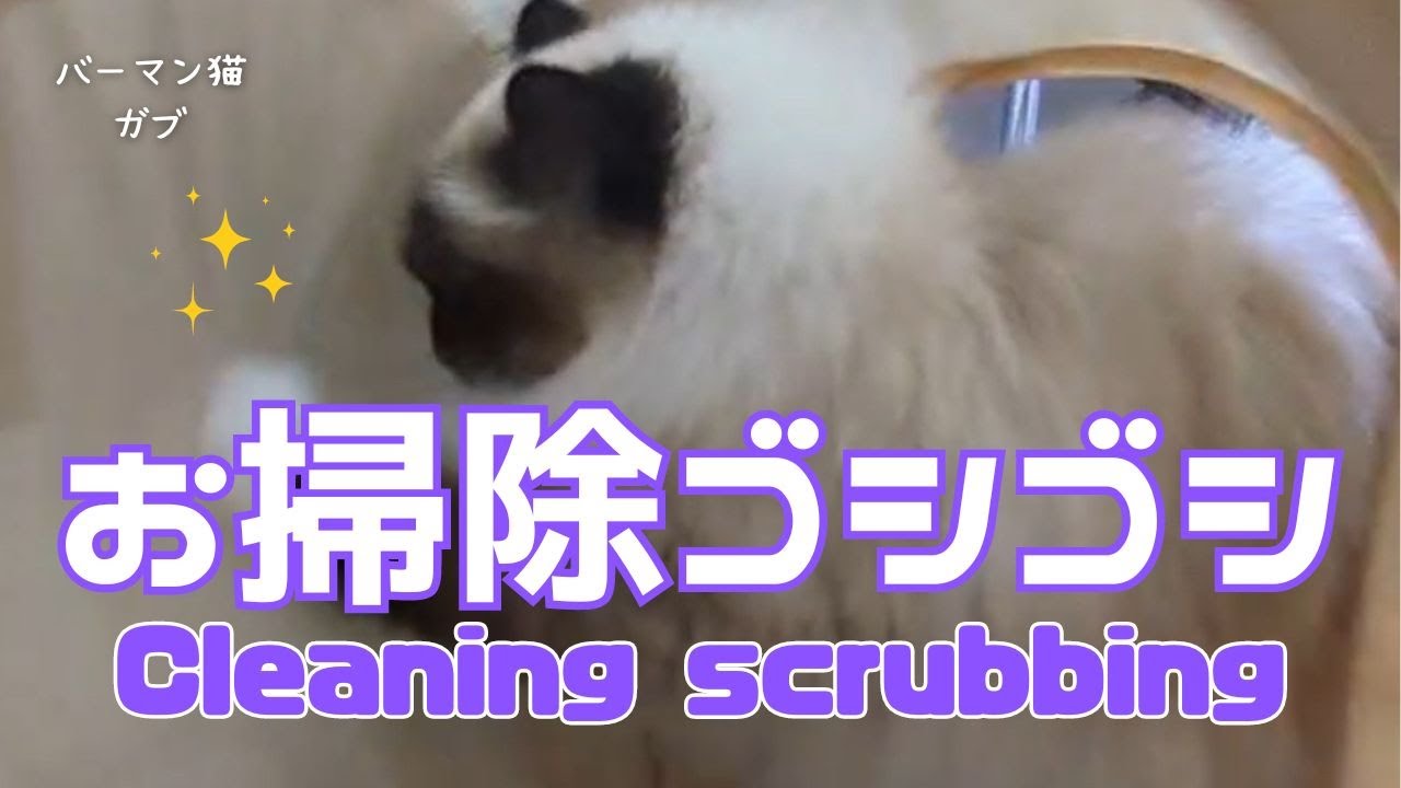 バーマン猫ガブ【お掃除ゴシゴシ】Cleaning scrubbing（バーマン猫）Birman/Cat