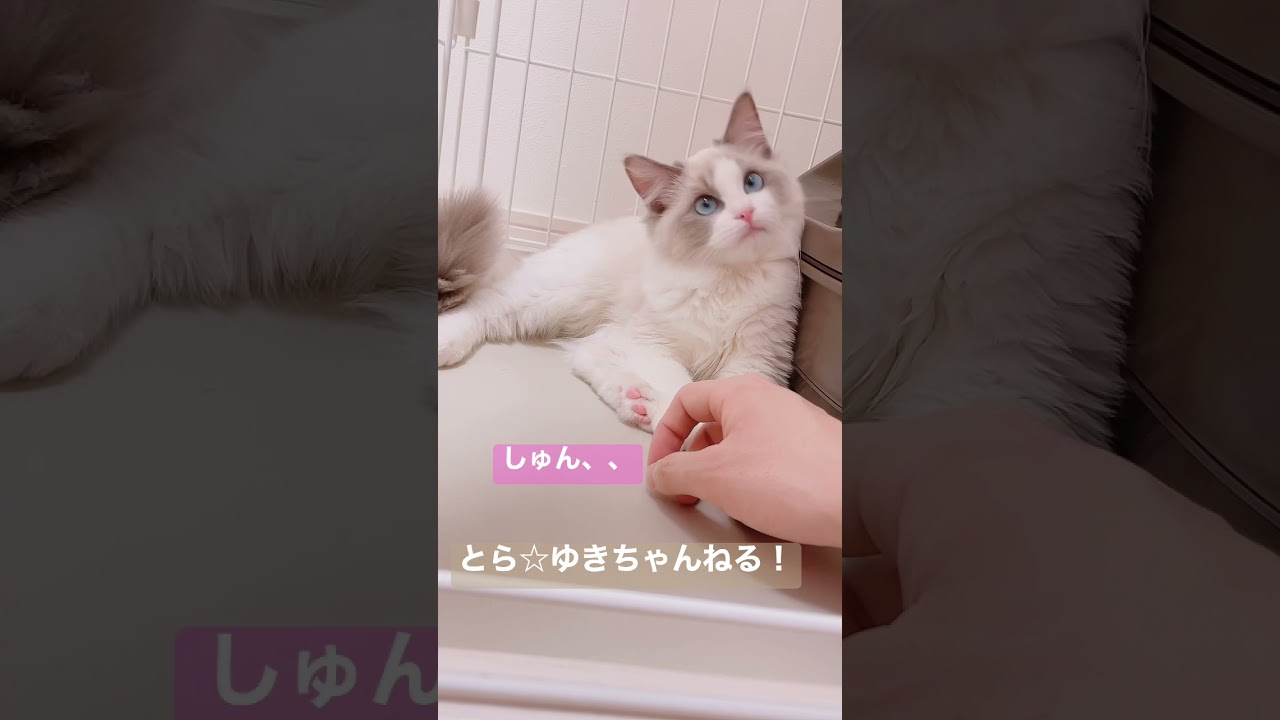 子猫からお触り禁止令が出ました🐈【ラグドール】
