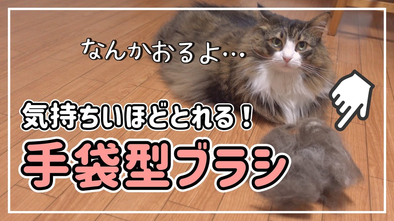 撫でるだけで抜け毛が恐ろしいほどとれました【ノルウェージャンフォレストキャット】