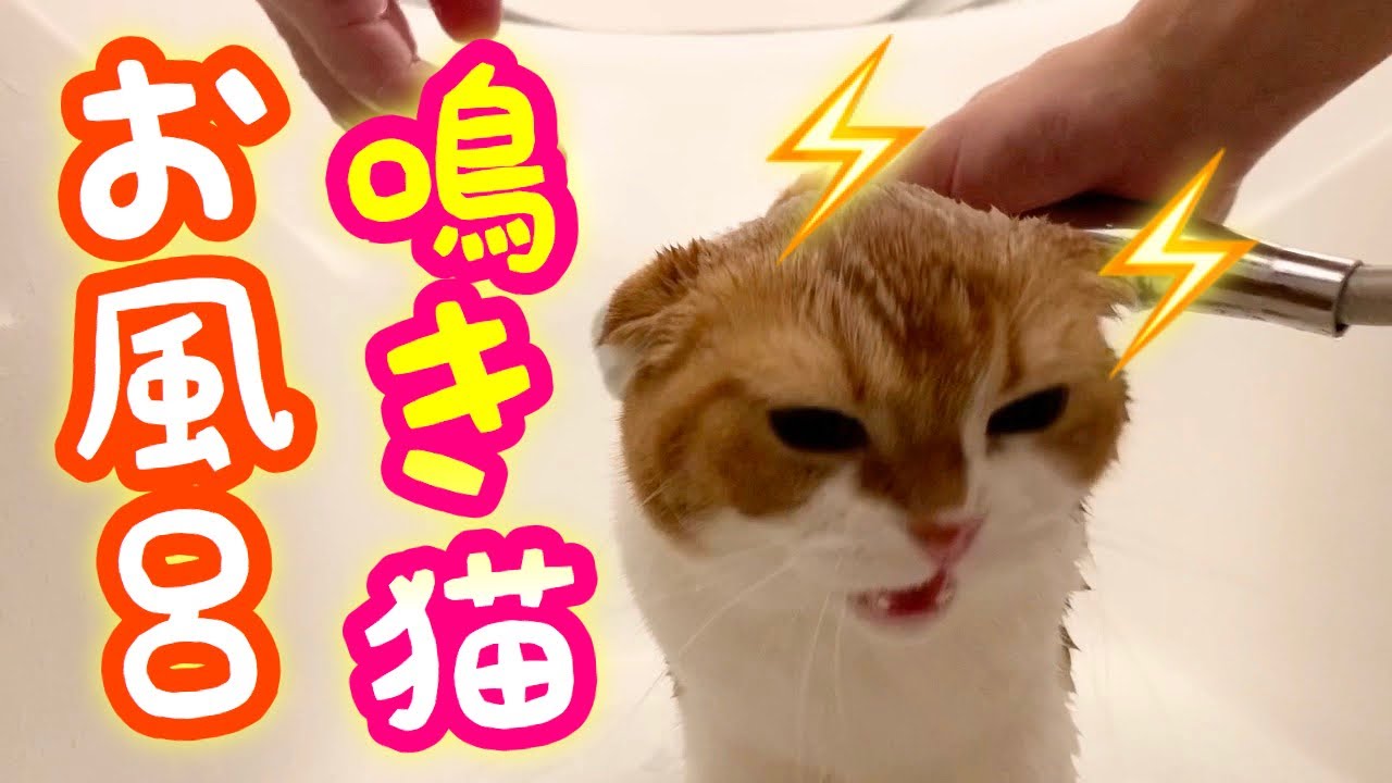 お風呂でシャンプー中に可愛く鳴きまくる猫【スコティッシュフォールド】