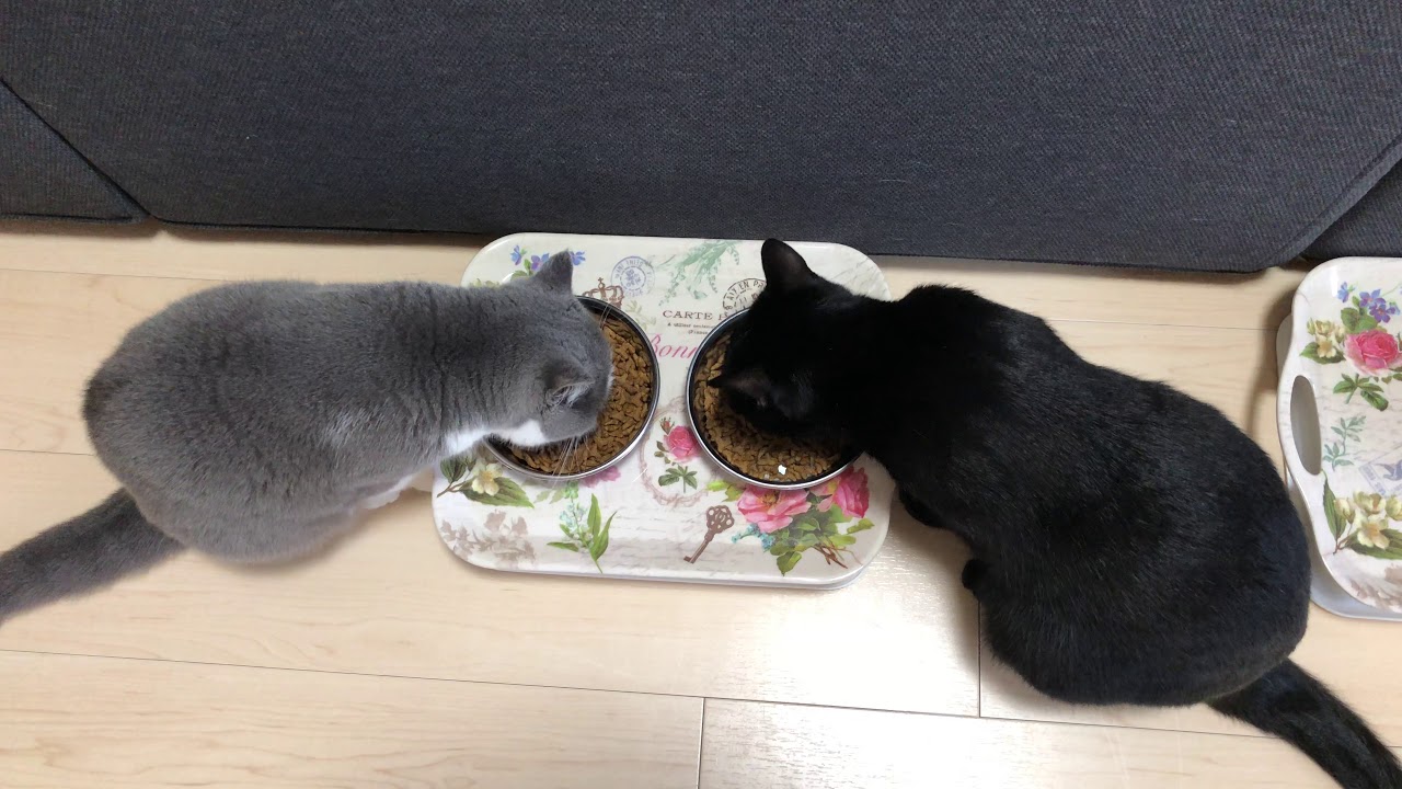 2018/09/10　セルカークレックスの梅子vol.321