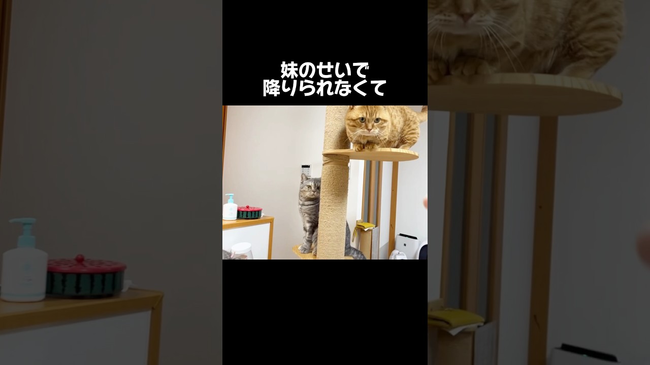 妹のせいで... #猫 #マンチカン #shorts