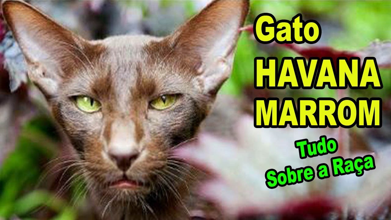GATO HAVANA MARROM / TUDO SOBRE A RAÇA / VÍDEO 82 DA SÉRIE, TODAS AS RAÇAS DE GATOS DO MUNDO