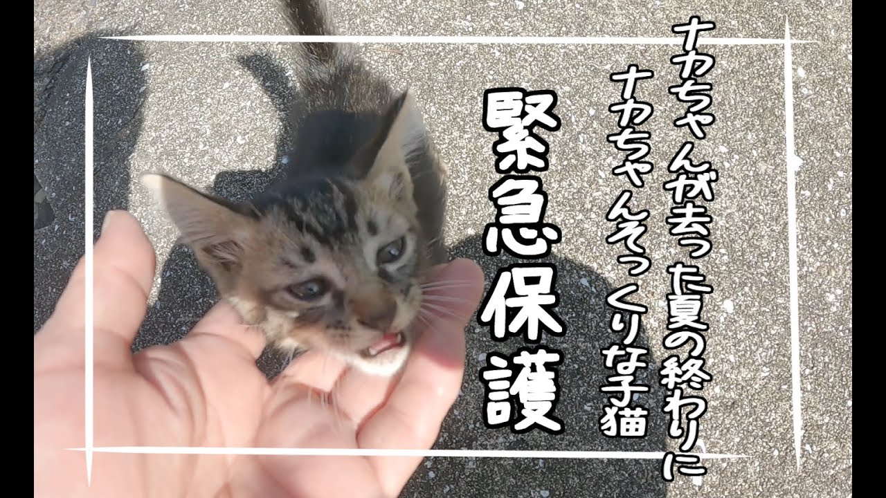 残暑厳しい夏、生後１ヶ月くらいの子猫を緊急保護しました🐈️#保護猫 #cat