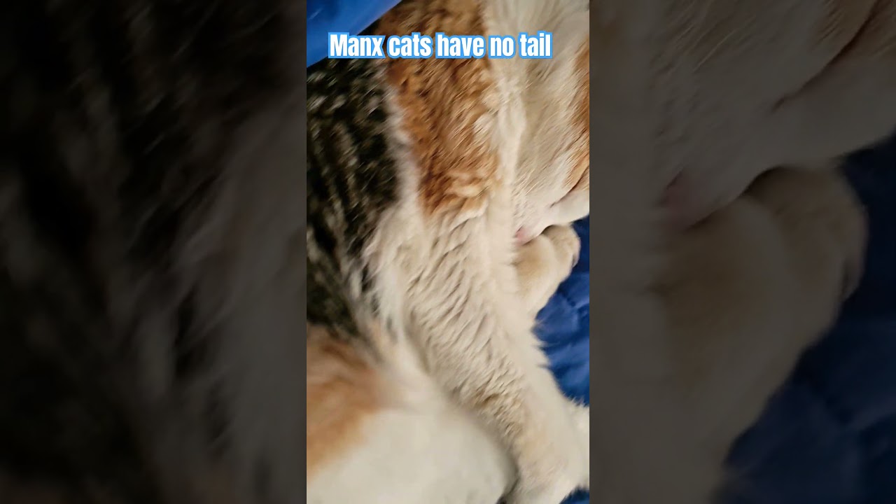 Manx cat sleeps #fypシ゚ #catscatscats #cats #kitten #manx #fypppp #ytshorts #ytreels #dog
