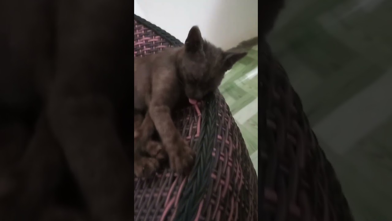 abu gosong #cat #kucing #catlover