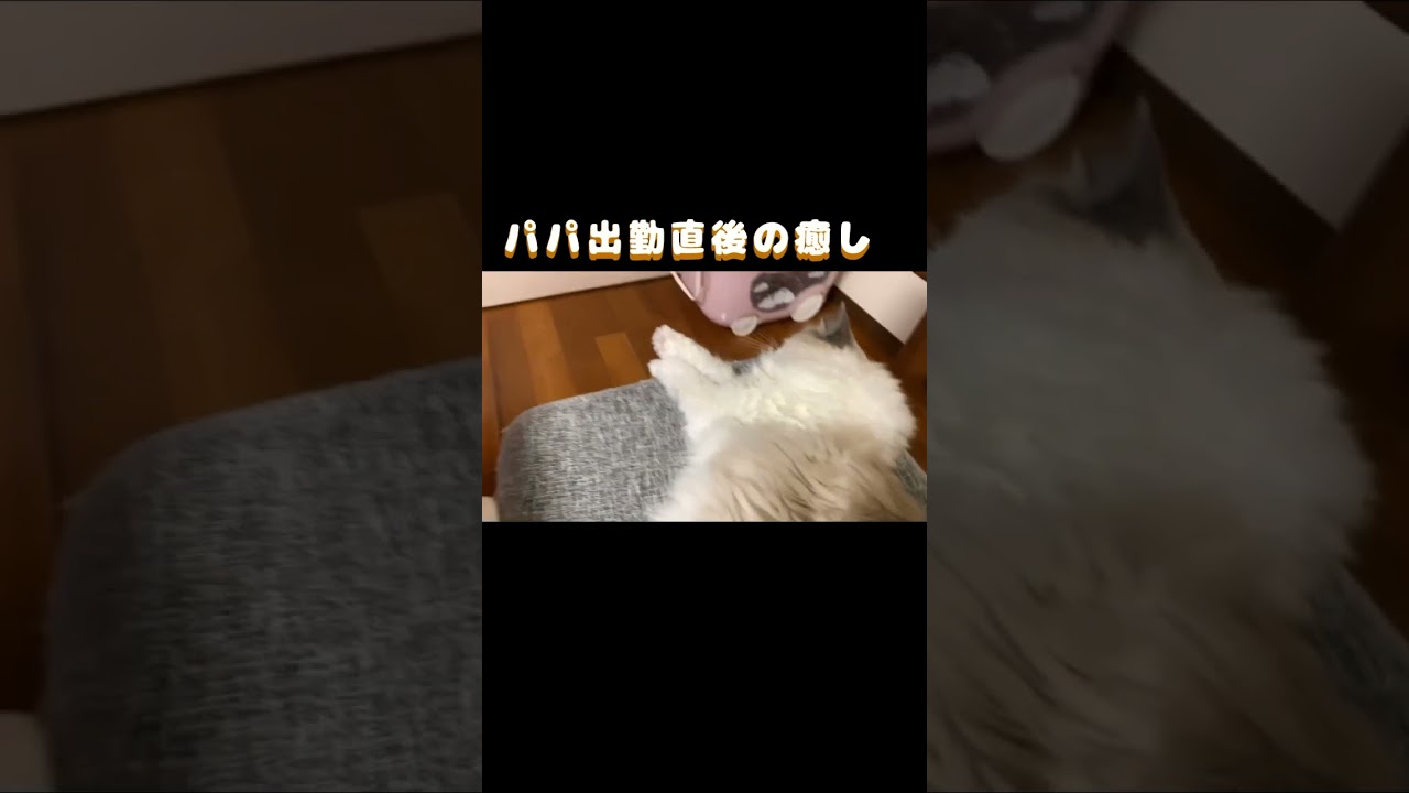 パパ出勤直後の癒し#猫 #cat #ラグドール #shorts #猫のいる暮らし