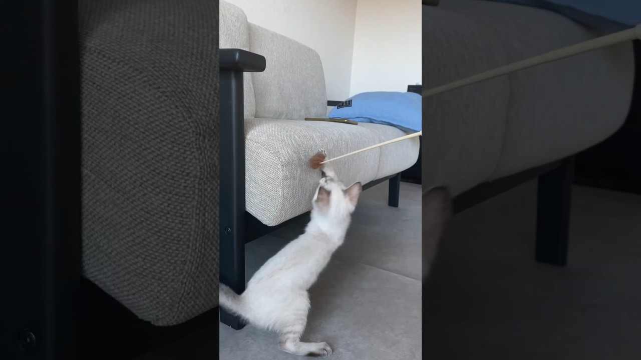 ソファーに爪が、、、　#元保護猫　#シャムトラ　#シャムミックス　#cat #猫耳 #kitten #シャムmix  #子猫 #猫耳