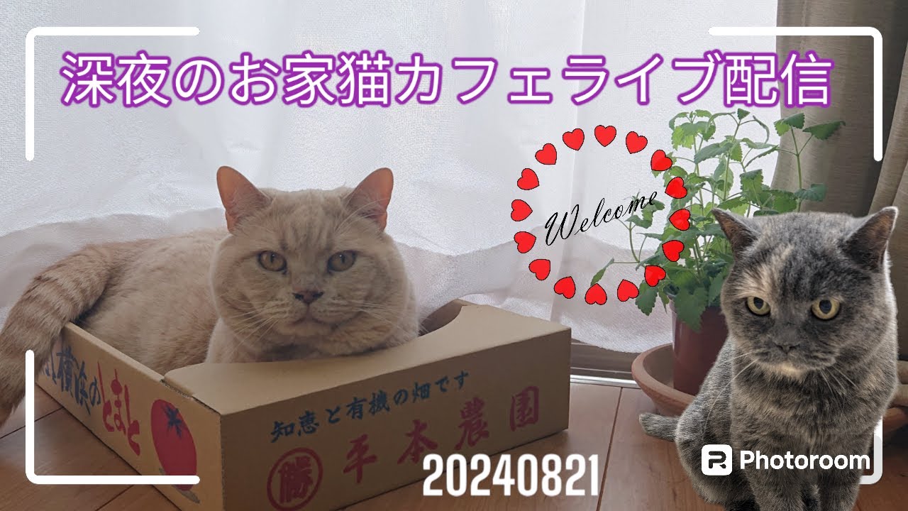 深夜のお家猫カフェライブ配信　１５４