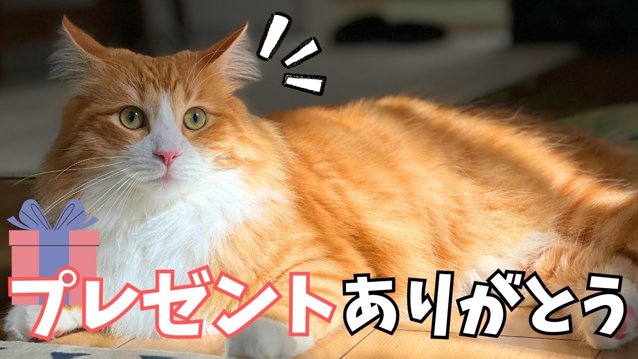 【知らなかった】爪切り不要な爪とぎボード？！