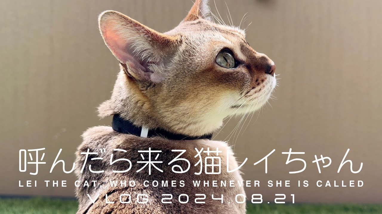 【VLOG 2024.08.21】呼んだら来る猫レイちゃん | Lei the cat, who comes whenever she is called【シンガプーラ】