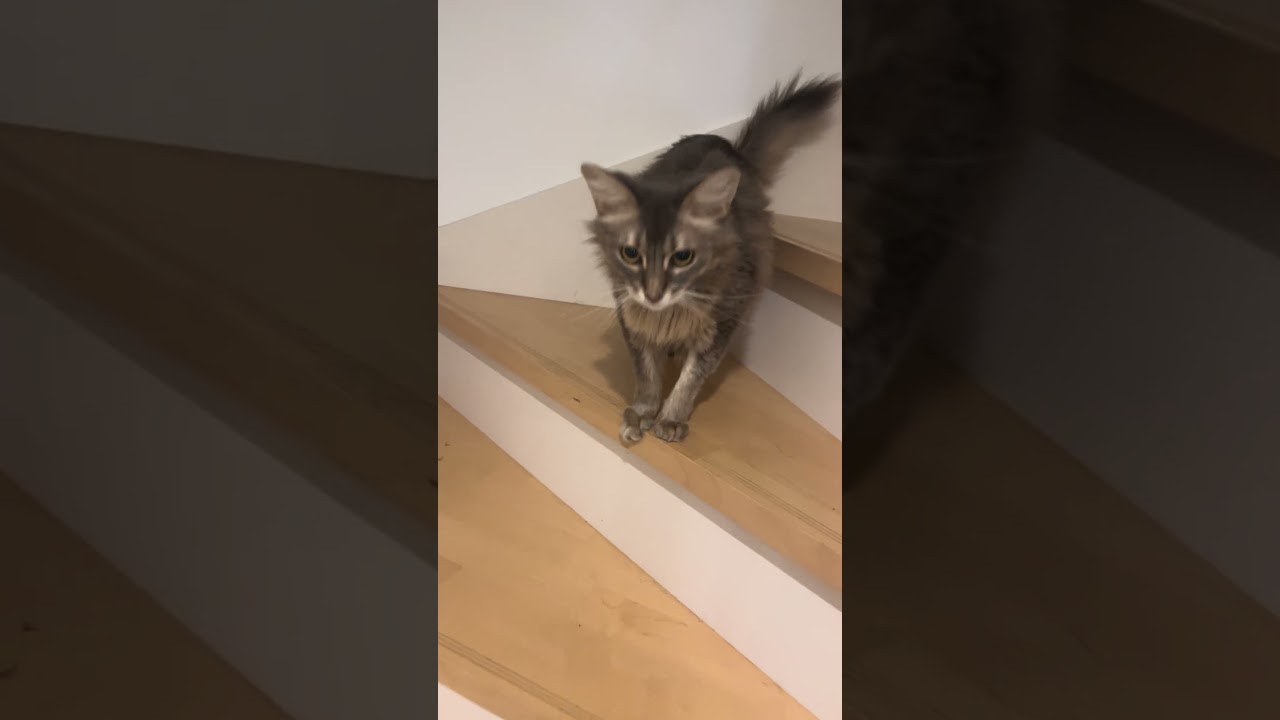 Good evening 20240819 #cat #ねこねこ #cuteanimal #kitten #cutecat #cute #猫 #catcute #catlover #猫猫