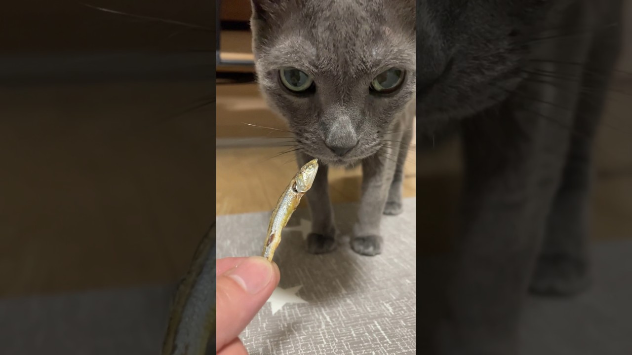 要らないんですって_20240821 #shorts #cat #ロシアンブルー #猫