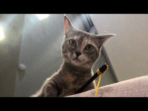 釣りを楽しむ猫！A cat enjoy fishing【マンチカン短足族】#Shorts