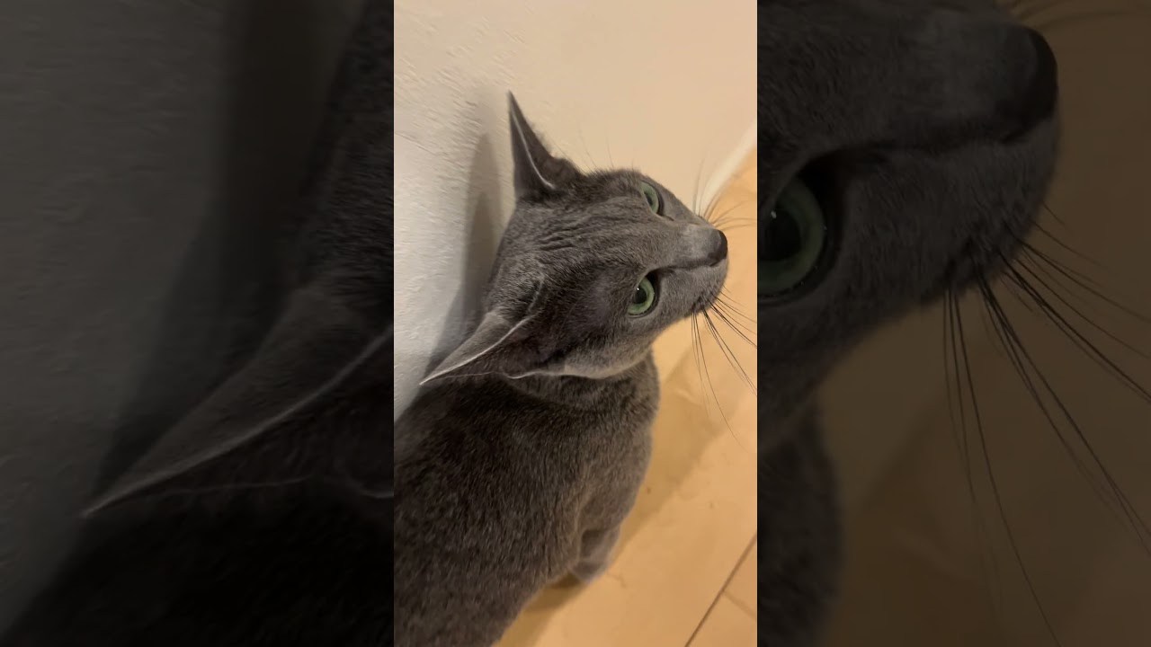 Good evening Riru #cat #ねこねこ #cuteanimal #kitten #cutecat #cute #猫 #catcute #ねこ #猫猫