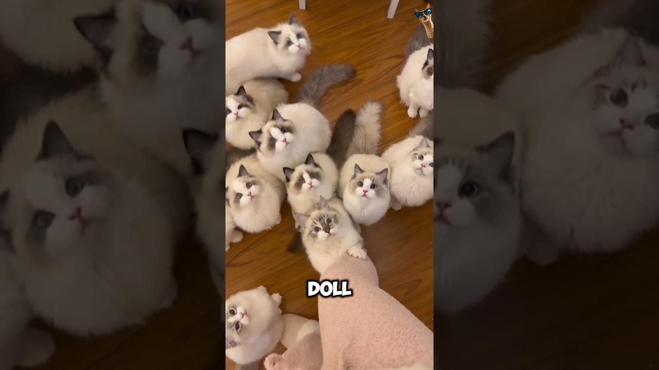 Top 3 Cat Breeds for Apartment Living #catbreed #cat #catlovers