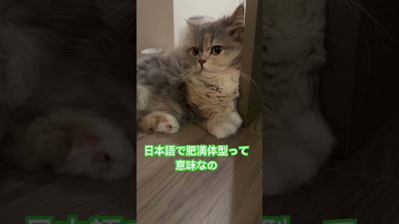 #cat #猫のいる生活 #ねこ #猫 #マンチカン短足 #shorts #短足マンチカン #猫好きさんと繋がりたい #マンチカン