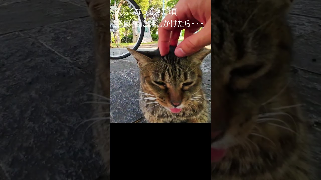 涼しくなってきた頃、野良猫に話しかけたら・・・