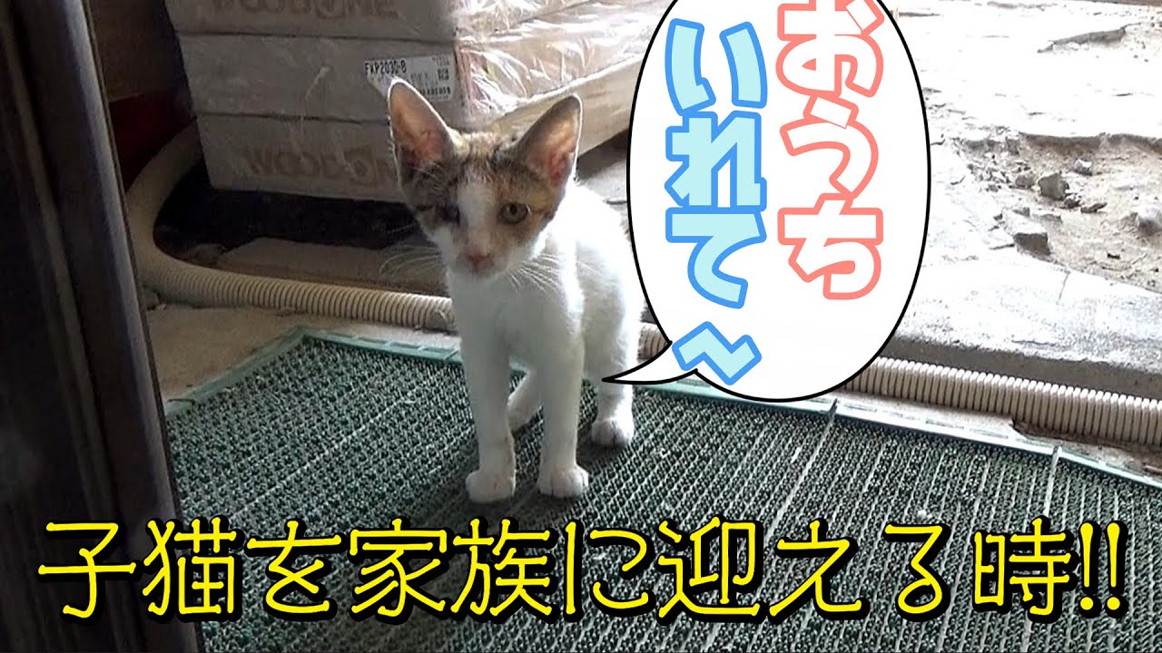 子猫を保護したよ！！野良の子猫が自分で初めて家に入る瞬間、ようこそ我が家族に♪名前は「ユキ」に決めました。