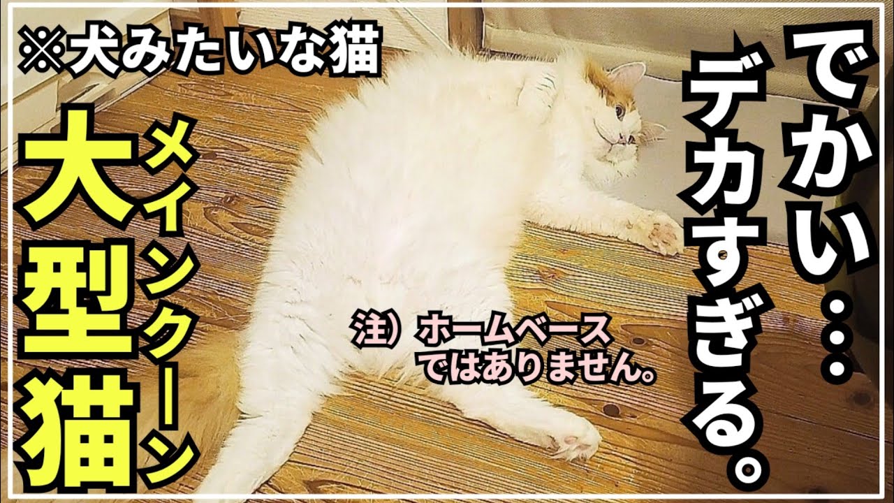 犬みたいにでかい！でも最高に可愛い大型猫メインクーン