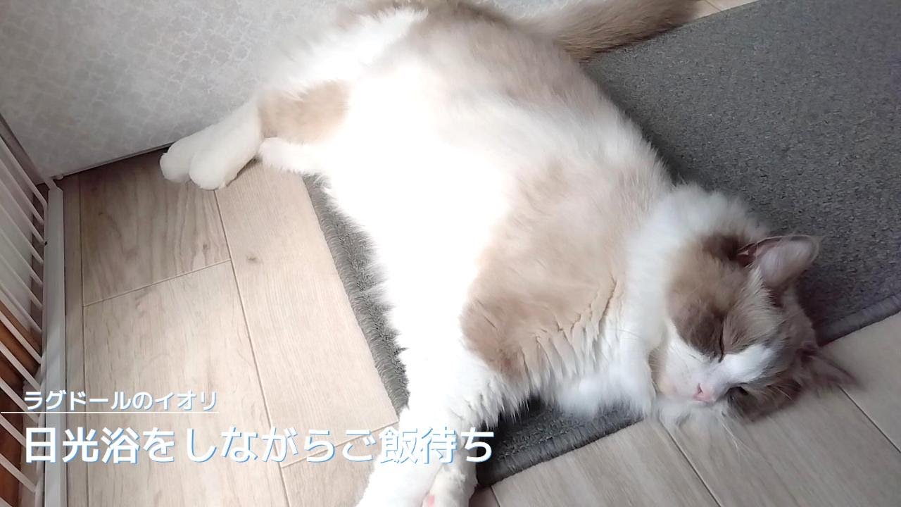 【ラグドール】日光浴をしながらご飯待ち