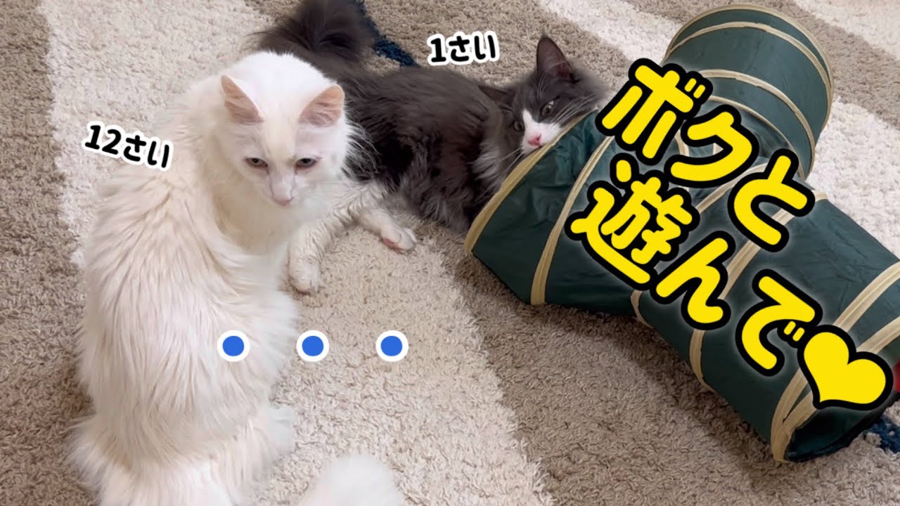 【遊んでよ‼︎】お兄ちゃん達が遊んでくれないので、必死にアピールする末っ子ターキッシュアンゴラwww