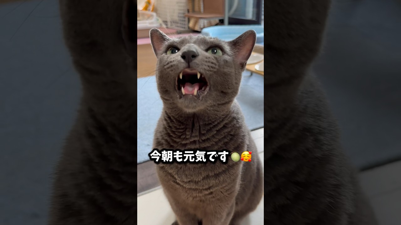 【ロシアンブルー】めろん...私が起きるのをキャットタワーで待っててくれてました🥰【猫】#shorts