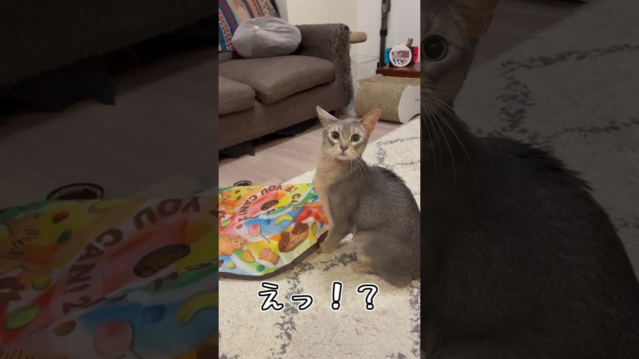 アビシニアンとは その12 #shorts #猫 #アビシニアン