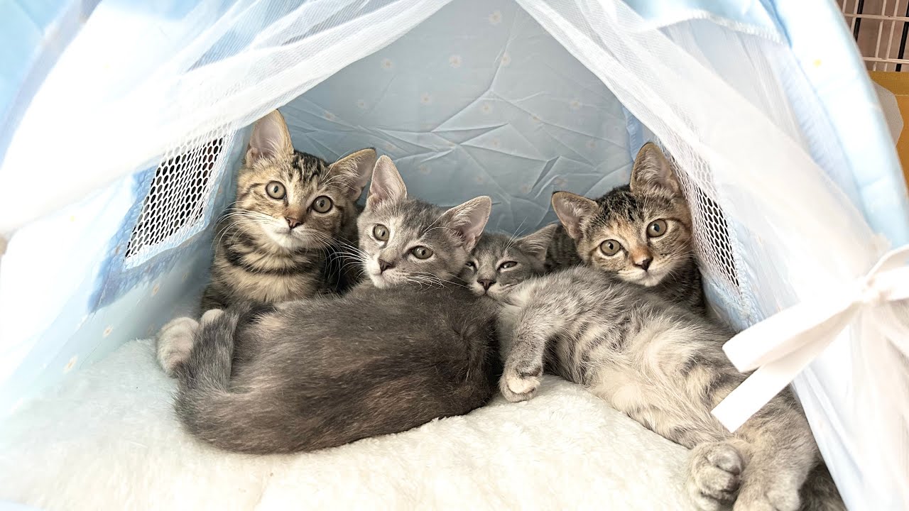 【特別編】お盆休みは新入り子猫と仲良し大作戦！Obon vacation is a big operation to make friends with kittens!