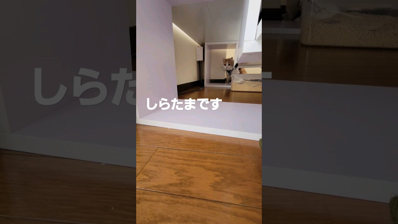 【子猫】がんばって練習してる猫#ラガマフィン #猫動画 #cat #shorts