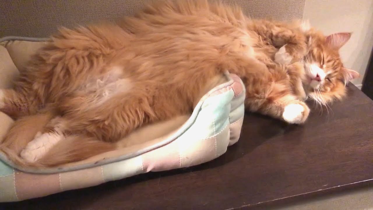 寝相が悪すぎる猫がこちらです（ノルウェージャンフォレストキャット）