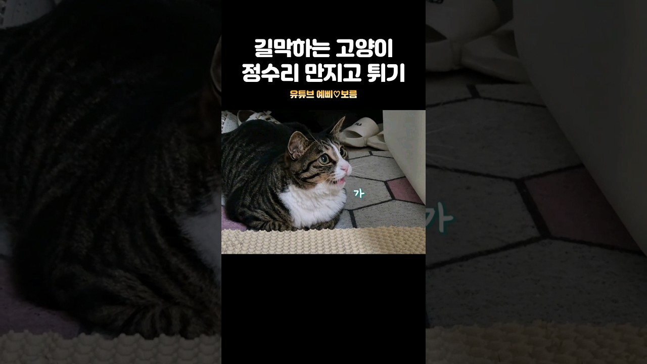 정수리 쬐꼼만 훔치고 가겠습니다