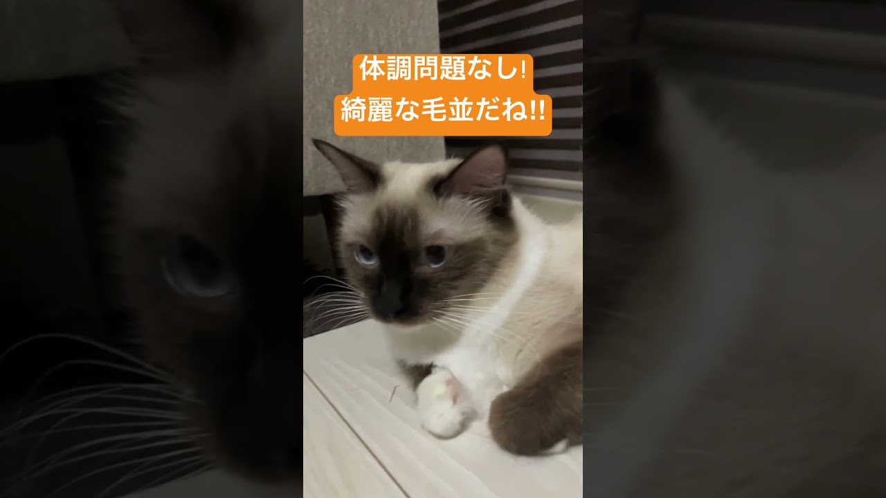 元気なラグドールの女の子 #music #cover #cat #catbreed #ラグドール #short #猫のいる暮らし #ragdollkittens #shorts