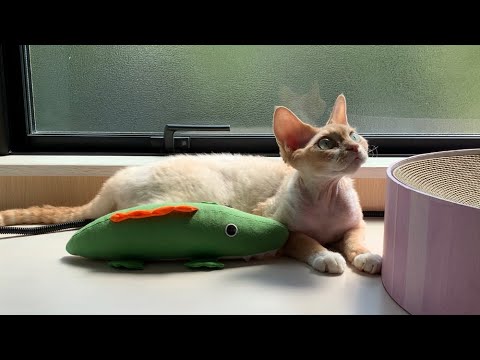 デボンレックス兄がのんびり日向ぼっこしています(Devon Rex cat basking in the sun comfortably)