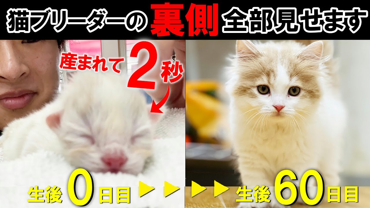 【猫ブリーダーの仕事に密着!!】生まれて0秒～飼い主様にお引き渡しするまでの約2か月間を撮影してみました！ #子猫 #出産 #ブリーダー #スコティッシュフォールド
