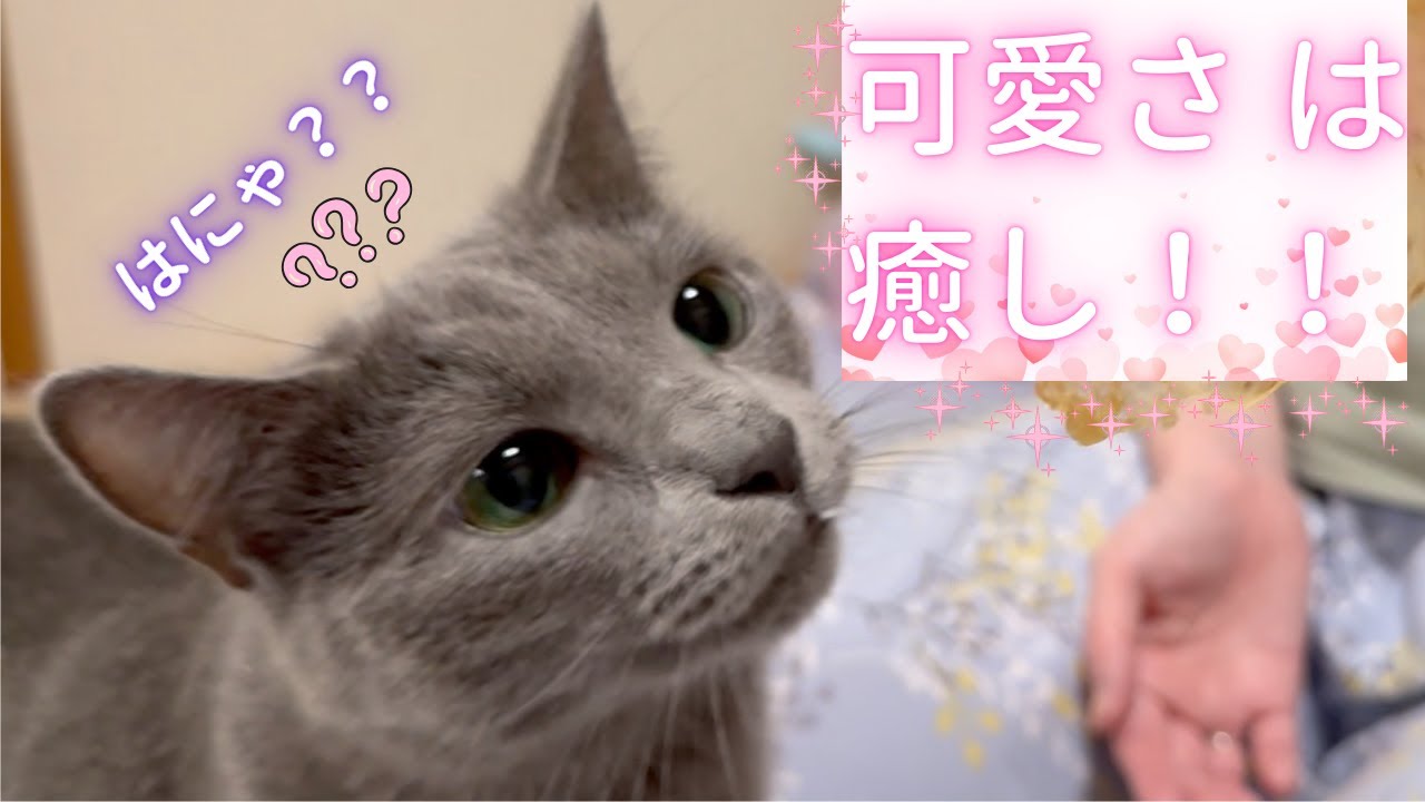 【猫ロシアンブルー】そらちゃん が癒してくれます😻見てね❤️第２弾