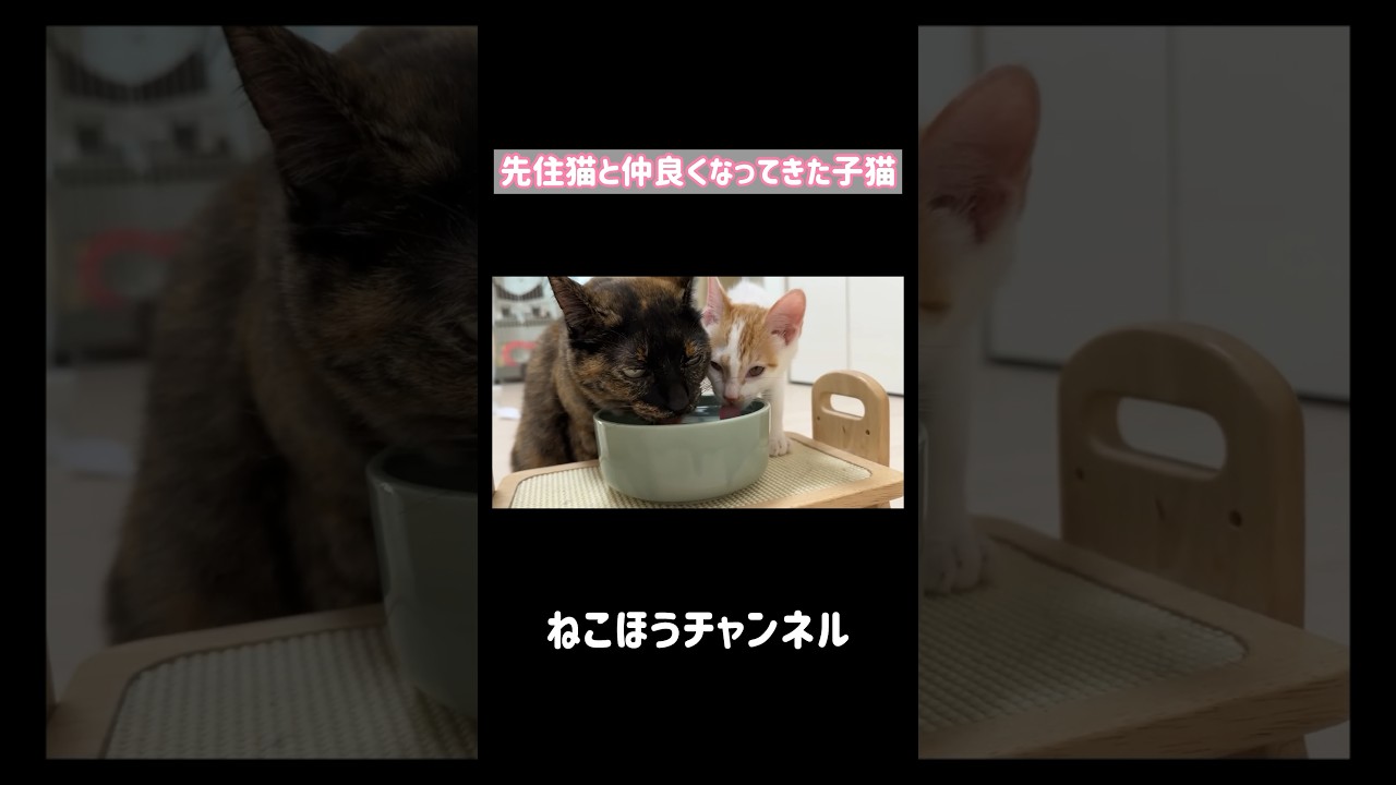 先住猫と仲良くなってきた子猫 #shorts
