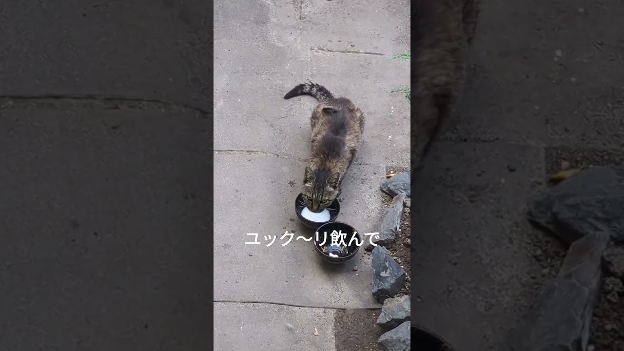 ミルク飲み庭猫「ヒロコ」　　老猫は拉致されません #shortsyoutube #庭猫