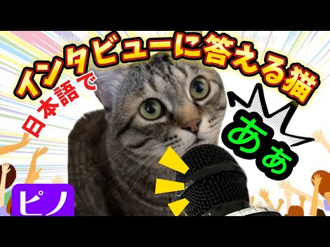 【渾身の「ああ！」日本語でインタビューに答えるお喋り保護猫ピノ選手】ピーノーインタビュー#猫 #cat #保護猫