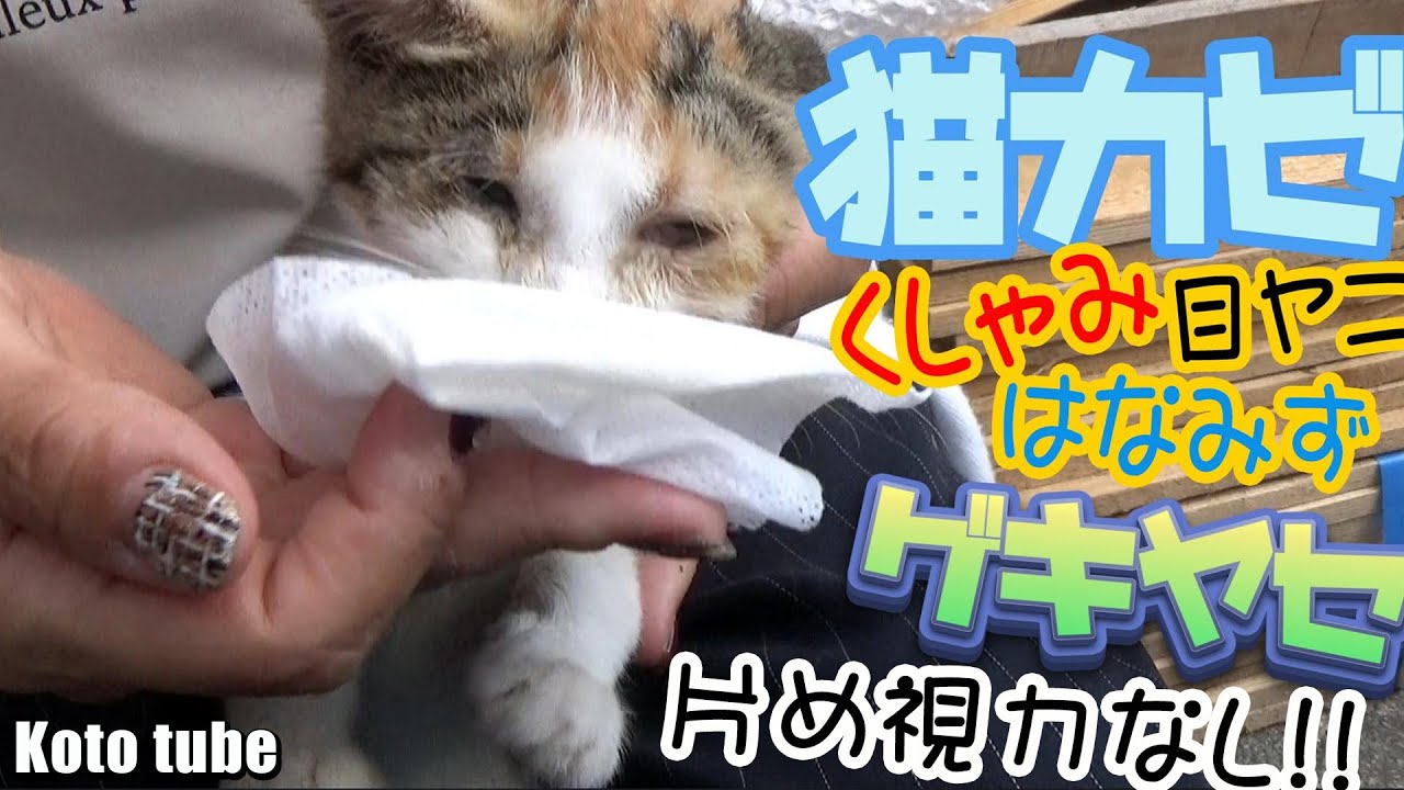 この子猫保護する？どうする？野良の子猫がくしゃみ、鼻水、目ヤニの猫風邪！しかも片目の視力なし？とりあえず病院だ！