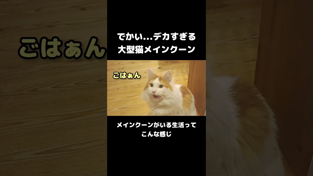 大型猫メインクーンの鳴き声 #メインクーン #ねこ #長毛種 #大型猫種 #mainecoon #cat