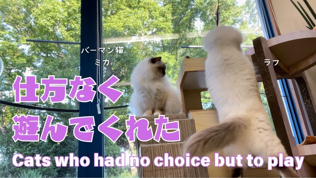 バーマン猫ミカとラフ【仕方なく遊んでくれた】Cats who had no choice but to play（バーマン猫）Birman/Cat
