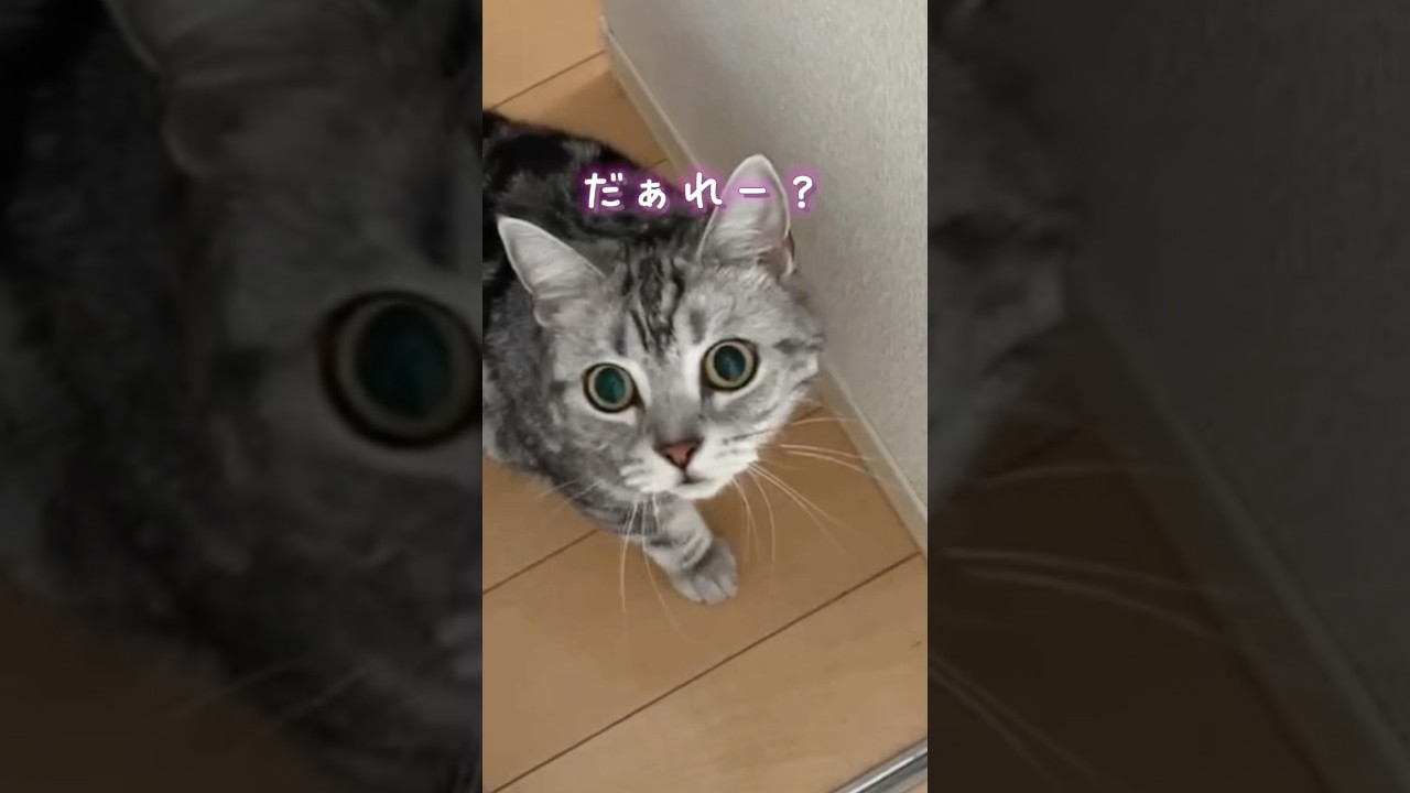 久しぶりに会ったシッターさんにまさかの反応をしちゃうお出迎え猫。 #shorts